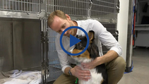 See why some vets ONLY offer lap spays
